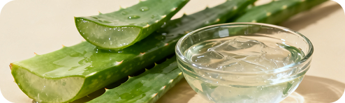 Aloe Leaf Extract used in Nail Defender